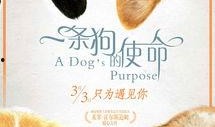 娱乐吃瓜酱去世的小狗,吃瓜酱离世，网友泪目