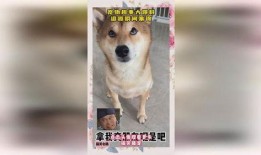 宠物趣事大爆料视频大全,视频大全里的宠物趣事盘点