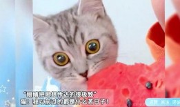 猫咪免费在线吃瓜,免费在线享受萌宠欢乐时光