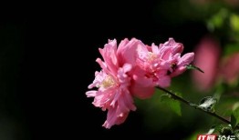 木槿花绽放了在线观看,一场穿越时空的浪漫邂逅