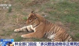 扒爷爆料东北虎视频大全,东北虎视频大全背后的震撼瞬间