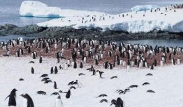 南极最新爆料视频大全集