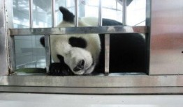 爆料大连熊猫视频