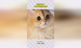 天津爆料小猫咪视频播放,网友直呼“治愈系”