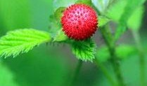 野草莓在线观看,穿越时光的青春记忆