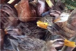 钓鱼人卷毛爆料视频下载,下载背后的故事