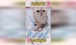 宠物趣事大爆料视频大全,视频大全里的宠物趣事盘点