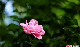 木槿花绽放了在线观看,一场穿越时空的浪漫邂逅