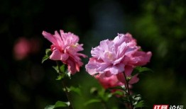 木槿花绽放了在线观看,一场穿越时空的浪漫邂逅