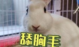 抖音网红吃瓜故事,揭秘娱乐圈背后的秘密与真相