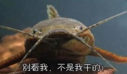 韩国鲶鱼爆料视频,惊人内幕曝光