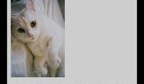 娱乐吃瓜酱猫叫,揭秘娱乐圈那些不为人知的秘密
